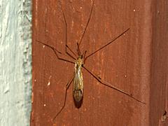 Limoniid Crane Fly